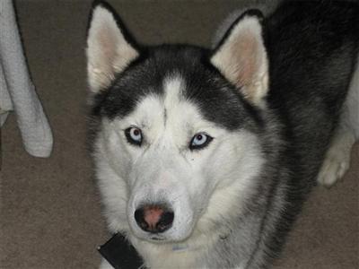 Stud Dogs - Siberian Husky