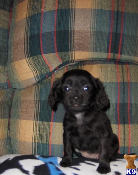 Puppies in AL