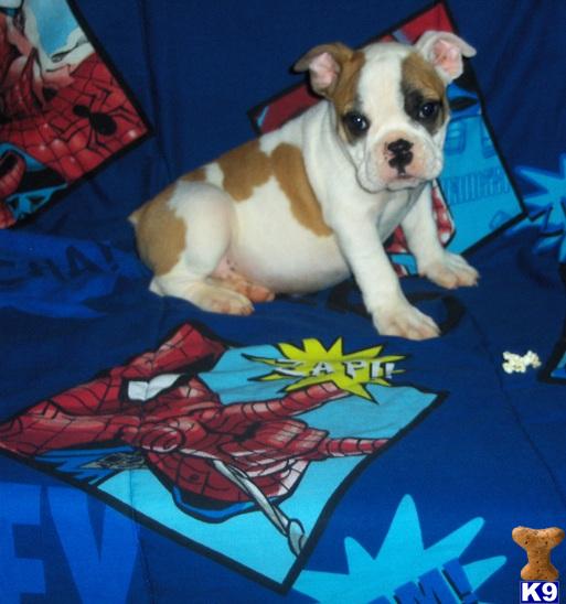 English Bulldog Puppies