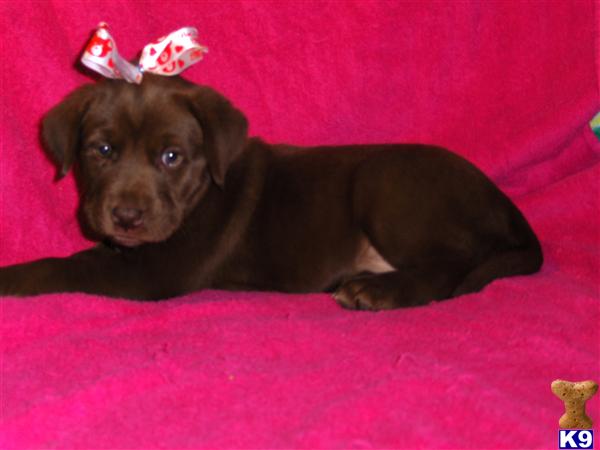 Puppies in AL