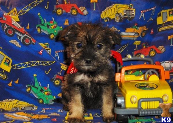 Puppies in AL