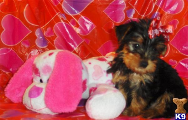 Small Dogs