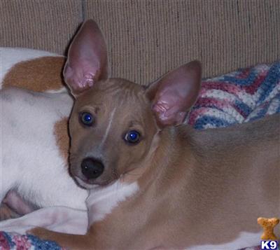Stud Dogs - Rat Terrier