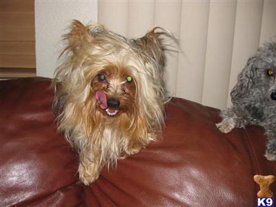 Dogs - Yorkshire Terrier