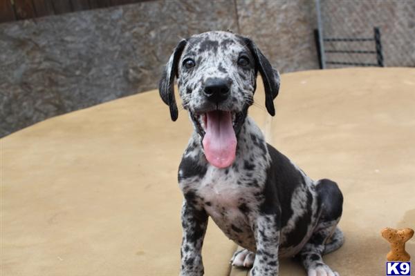 great dane puppies for sale california document moved great dane puppies for sale california document moved