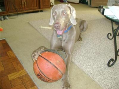 Stud Dogs - Weimaraner
