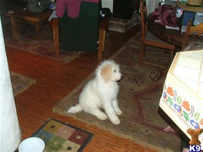 Stud Dogs - Poodle