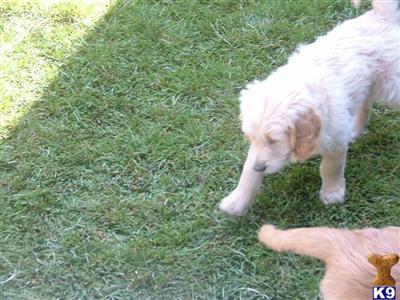 Puppies in NM