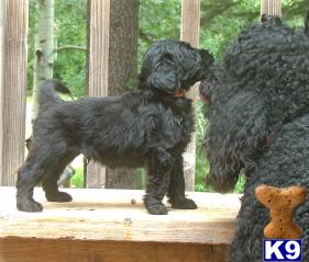 Puppies in NM
