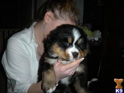 Bernese Mountain Dog Puppies for Sale