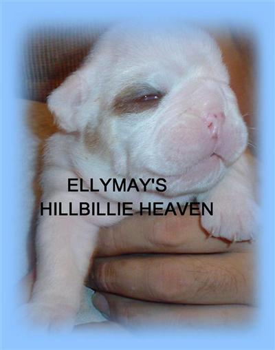 Puppies in MI