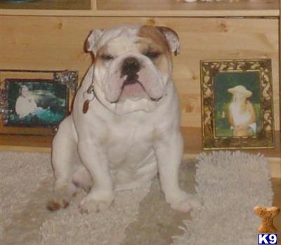 Stud Dogs - English Bulldog