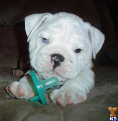 Bulldog Puppies for Sale