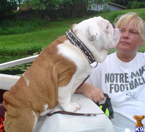 Stud Dogs in MI