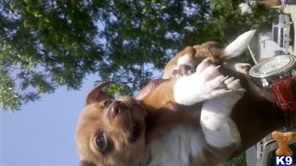 Puppies in Dallas
