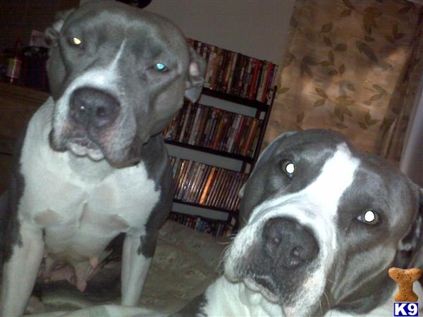 pitbull puppies for sale in virginia. Puppies in VA