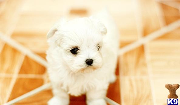 Puppies in HI