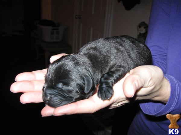 Puppies in CT