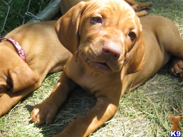 Vizsla Puppies