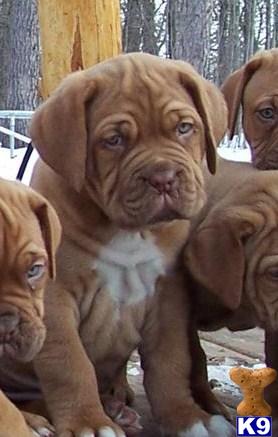 Dogue+de+bordeaux+puppies+for+sale