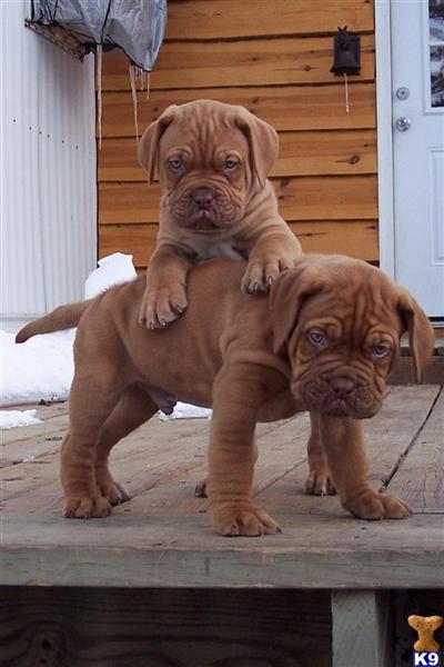 turner and hooch breed hooch breed www imgkid the image kid has it turner and hooch breed hooch breed www imgkid the image kid has it