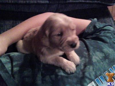 Golden Retriever Puppies for Sale