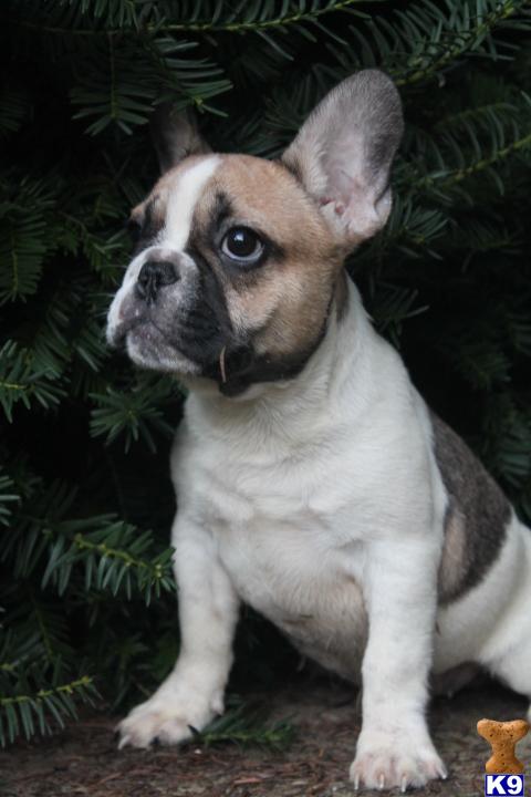 STAR TANNERY, VA USA French Bulldog Puppies STAR TANNERY, VA USA French Bulldog Puppies