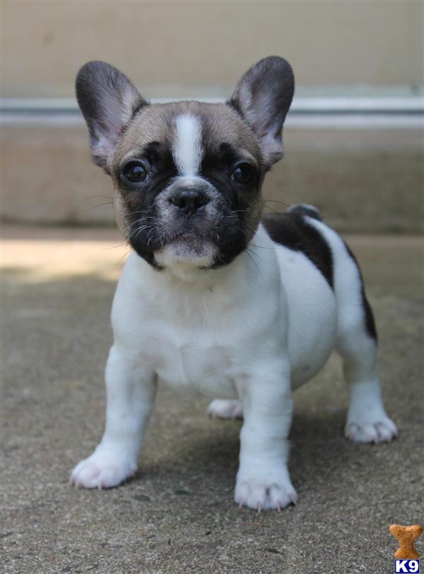 Puppies in VA