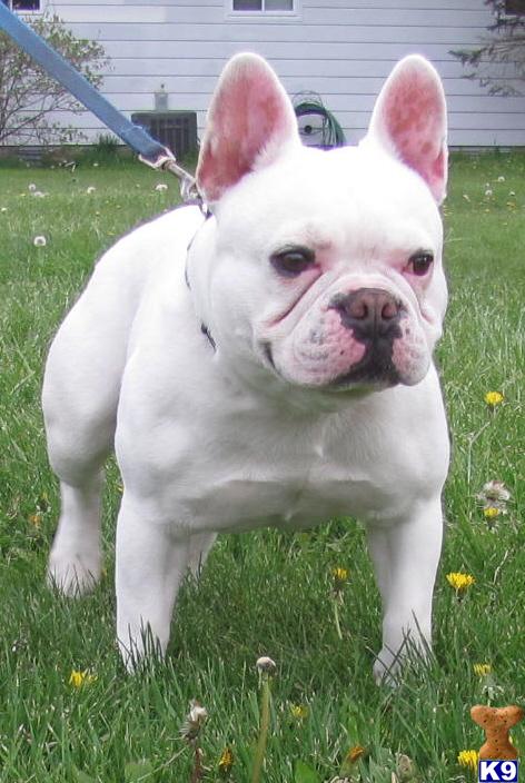 Male French Bulldog