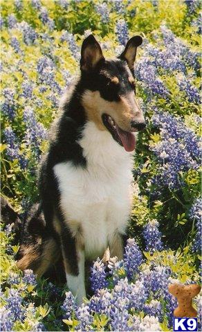 Dogs for Sale in TX