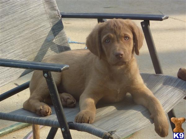 Chesapeake Bay Retriever Puppies