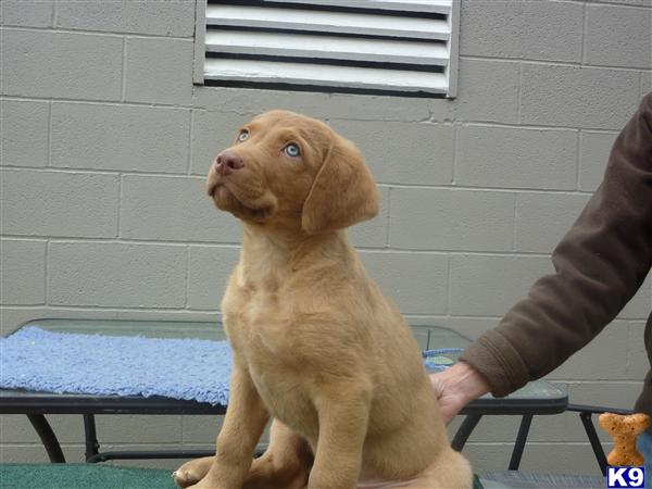 Chesapeake Bay Retriever Puppies
