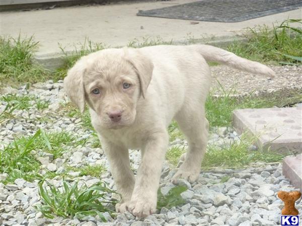 Chesapeake Bay Retriever Puppies
