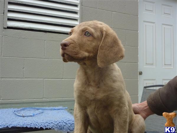 Chesapeake Bay Retriever Puppies