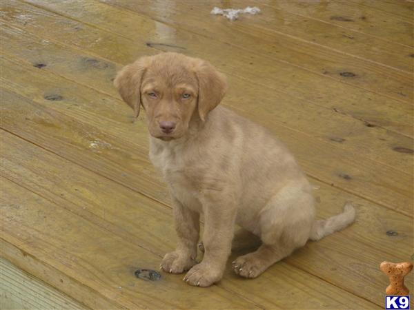 Chesapeake Bay Retriever Puppies