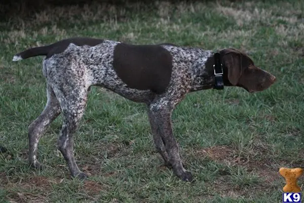 German Shorthaired Pointer stud dog