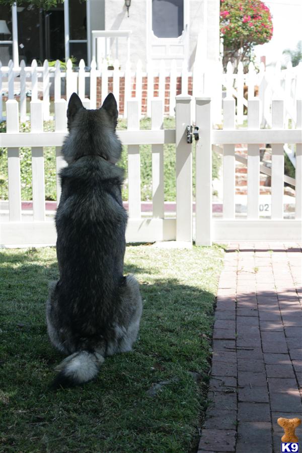 Stud Dogs - Wolf Dog