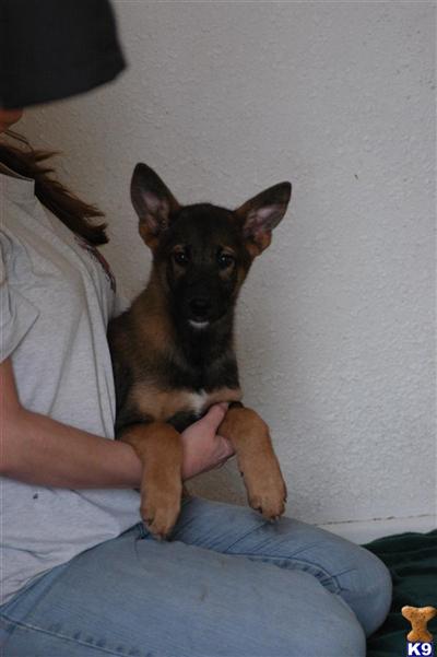 Puppies in CO