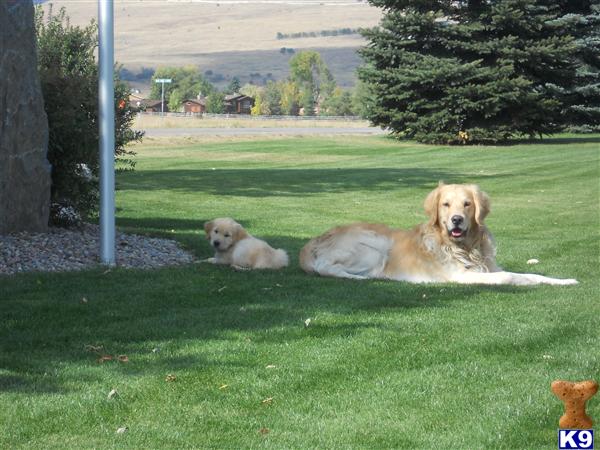 Stud Dogs in MT