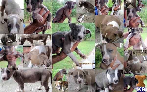 Puppies in Ocala