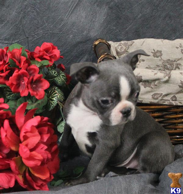 Puppies in Slippery rock
