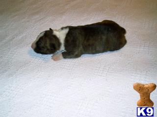 Bull Terrier Puppies in TX