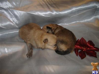 Pomeranian Puppies in TX