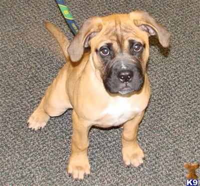 Bullmastiff Puppies