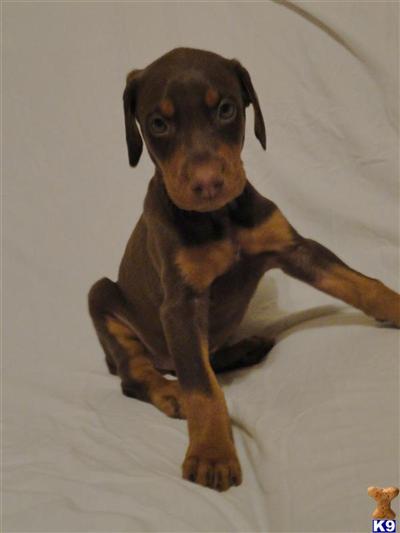 Puppies for Sale