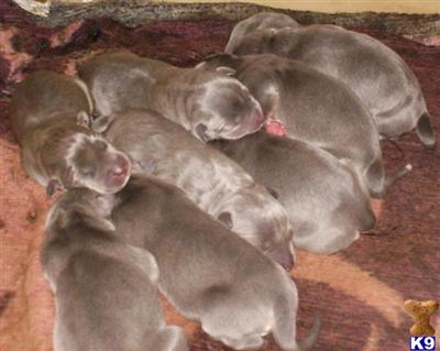 Puppies in OK