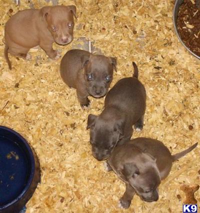 Puppies in OK