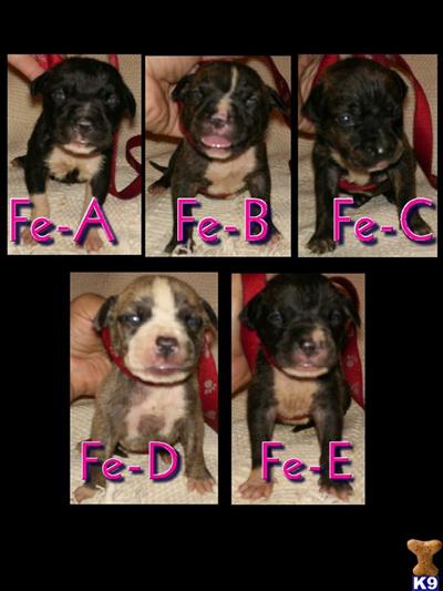 Puppies in OK