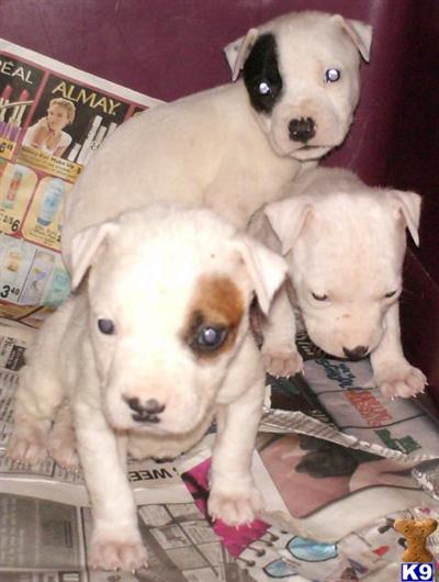 Puppies in OK