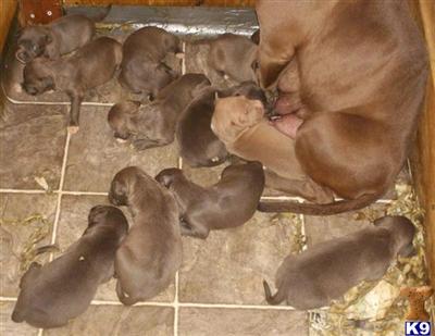 American Pit Bull Puppies for Sale
